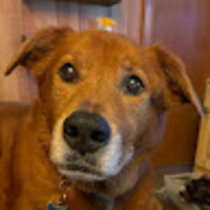 Meet your Posher, Chellebe